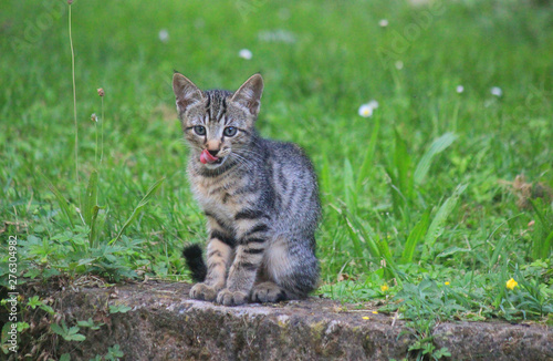 kitten on the stone in the meadow