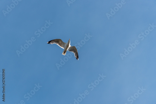Seagull Flying in a Partly Cloudy Sunny Blue Sky