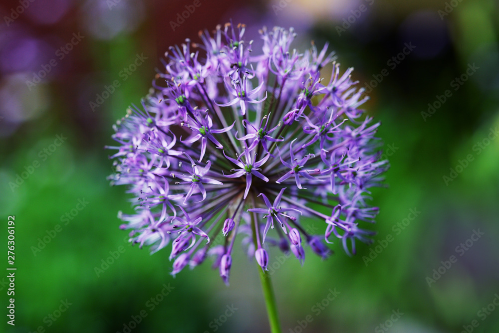 Blooming decorative onions Blooming decorative onions