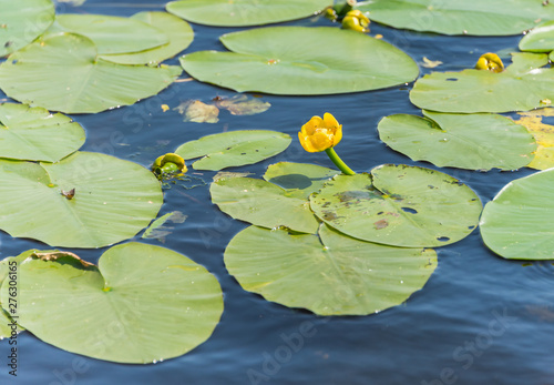 Fototapeta Naklejka Na Ścianę i Meble -  Yellow Water Lily and Lily Pads on a Pond in Summer