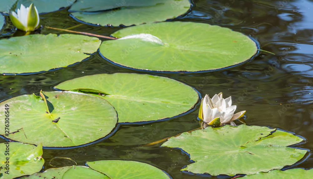 White Water Lily and Lily Pads on a Pond in Summer White Water Lily and Lily Pads on a Pond in Summer