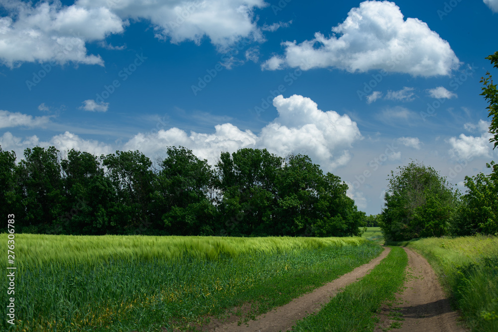Ground road in the wheaten field and beautiful cloudy. Spring landscape.