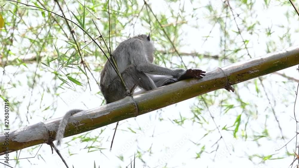 The Long-tailed Macaques are the easiest monkeys to find in Thailand as they are present at temple complexes, national parks, and even villages and cities; it is also called the Crab-eating Macaque.
