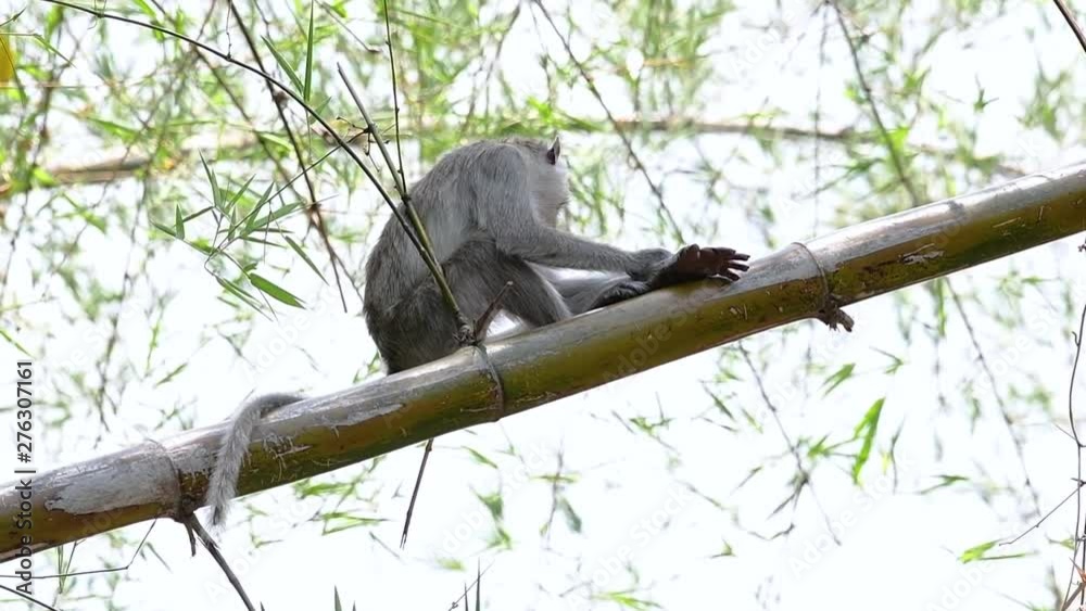 The Long-tailed Macaques are the easiest monkeys to find in Thailand as they are present at temple complexes, national parks, and even villages and cities; it is also called the Crab-eating Macaque. The Long-tailed Macaques are the easiest monkeys to find in Thailand as they are present at temple complexes, national parks, and even villages and cities; it is also called the Crab-eating Macaque.