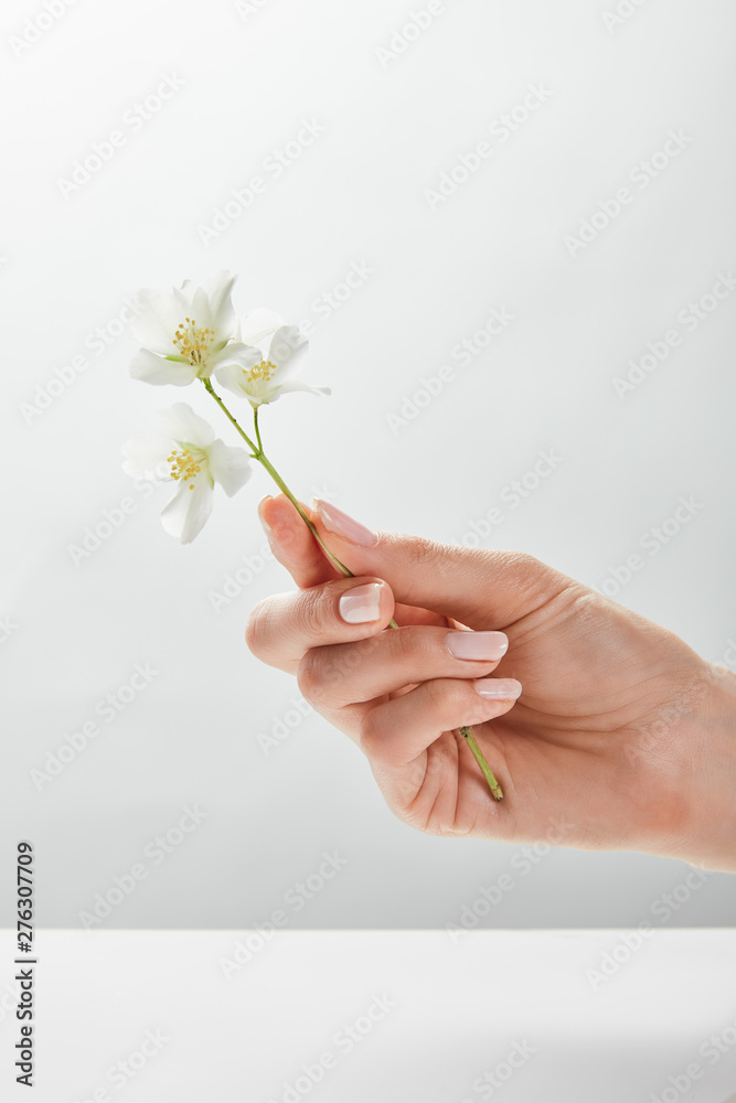 cropped view of woman holding jasmine in hand cropped view of woman holding jasmine in hand