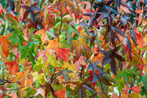 Colorful leaves telling about fall