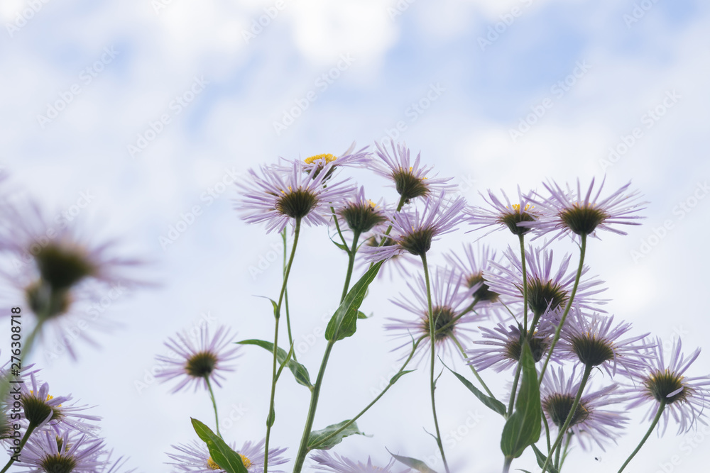 Obraz premium Symphyotrichum