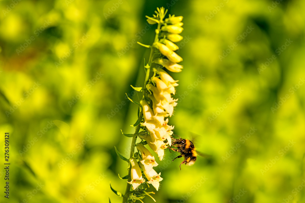 buff-tailed bumblebee on yellow foxglove buff-tailed bumblebee on yellow foxglove