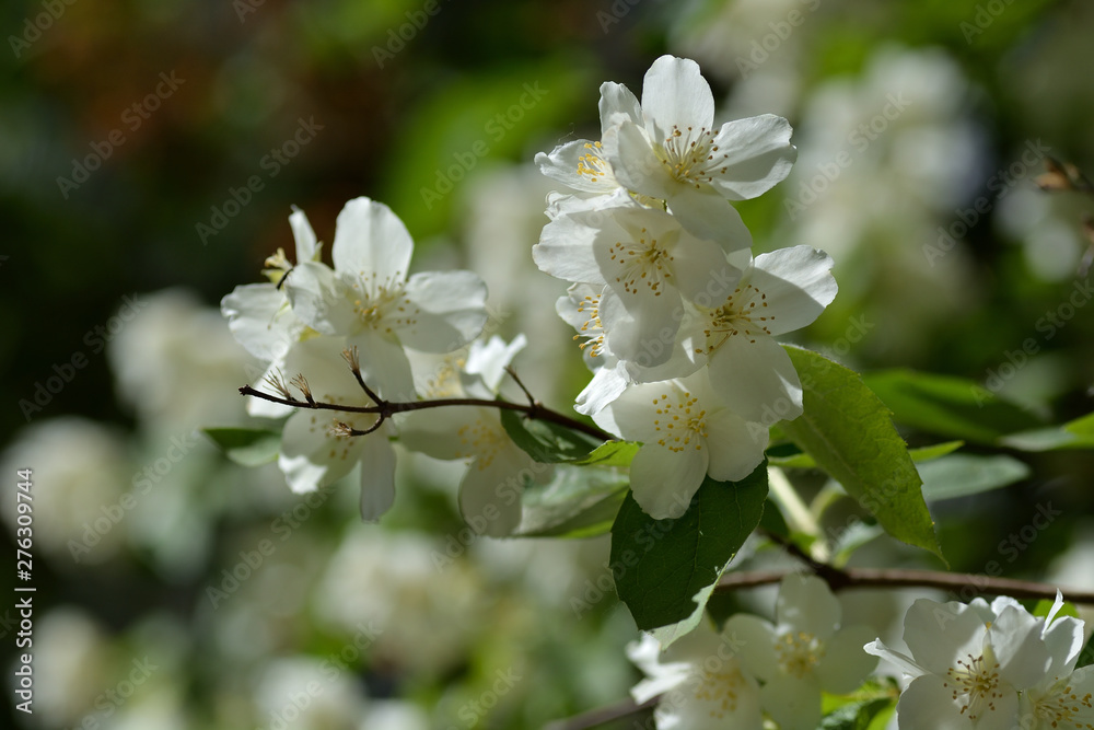 A branch of jasmine with white blooming flowers on a blurred background. Close-up. Spring blossom