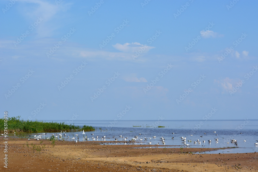 A lake with seagulls on the water and a blue cloudy sky and a sandy beach with seashells in the foreground. Summer landscape with a lake.Lake Ilmen Novgorod region