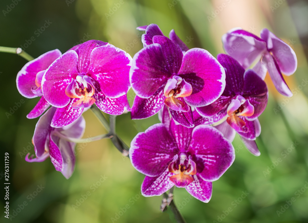 Fototapeta premium Phalaenopsis. Elegant pink & white orchid