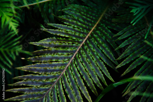 Tropical green leaves on dark background.