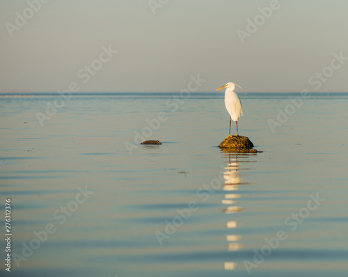 wild white brird on a stone at seascape sunset horizon photo