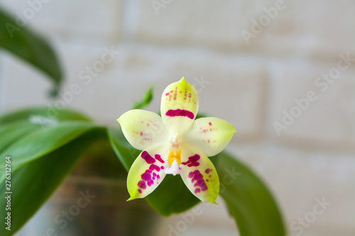 Beautiful rare orchid in pot on white background photo