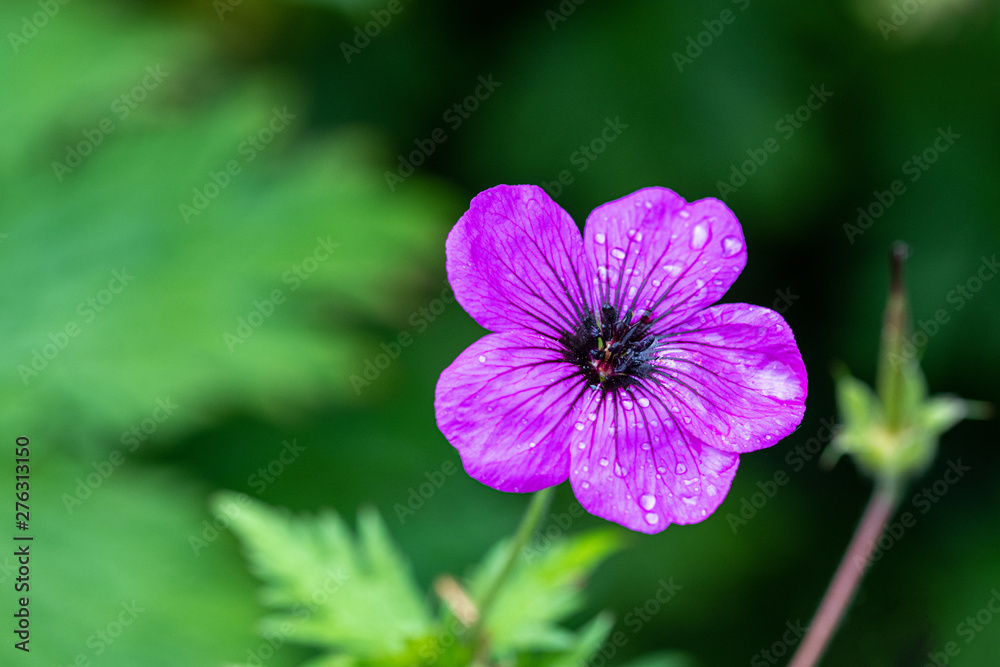 Dark purple-violet Geranium psilostemon flower as a background Dark purple-violet Geranium psilostemon flower as a background