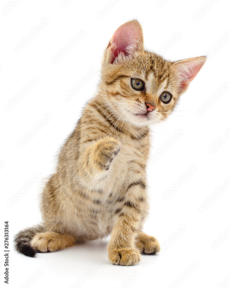 Kitten on white background. Kitten on white background.