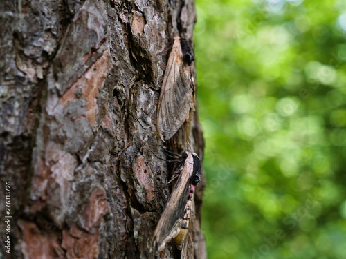 Pine hawk-moth mimicry on a tree. Sphinx pinastri - known as the pine hawk-moth - trying to hide on the crust of a tree