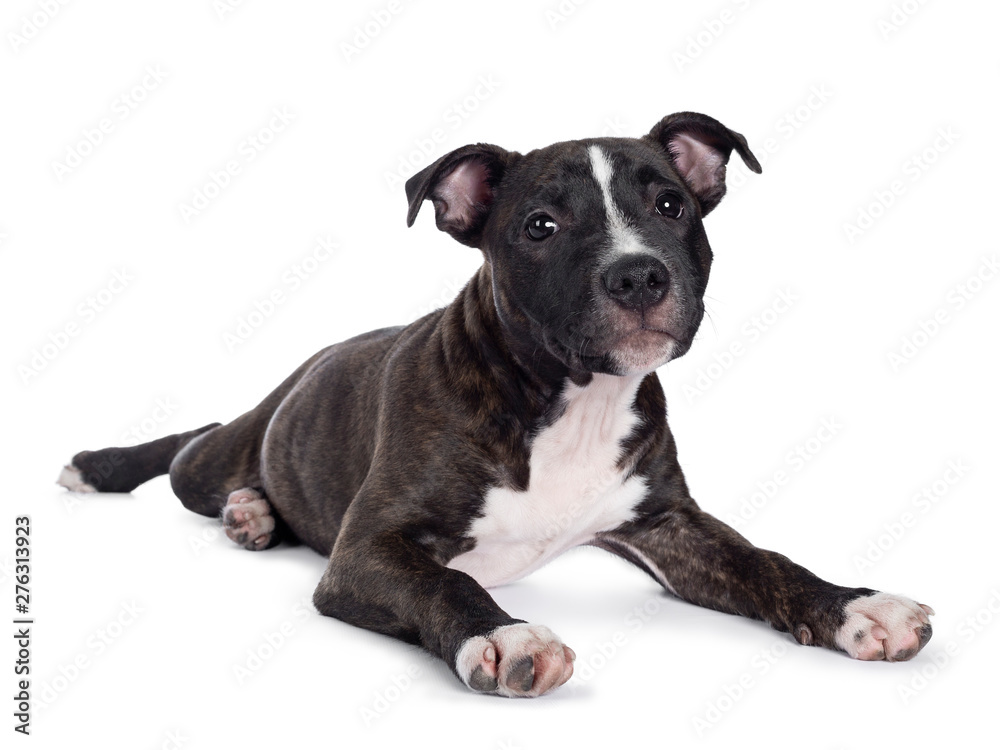 Sweet brindle English Staffordshire Terrier pup, laying down side ways. Looking at camera with mouth closed. Isolated on white background.