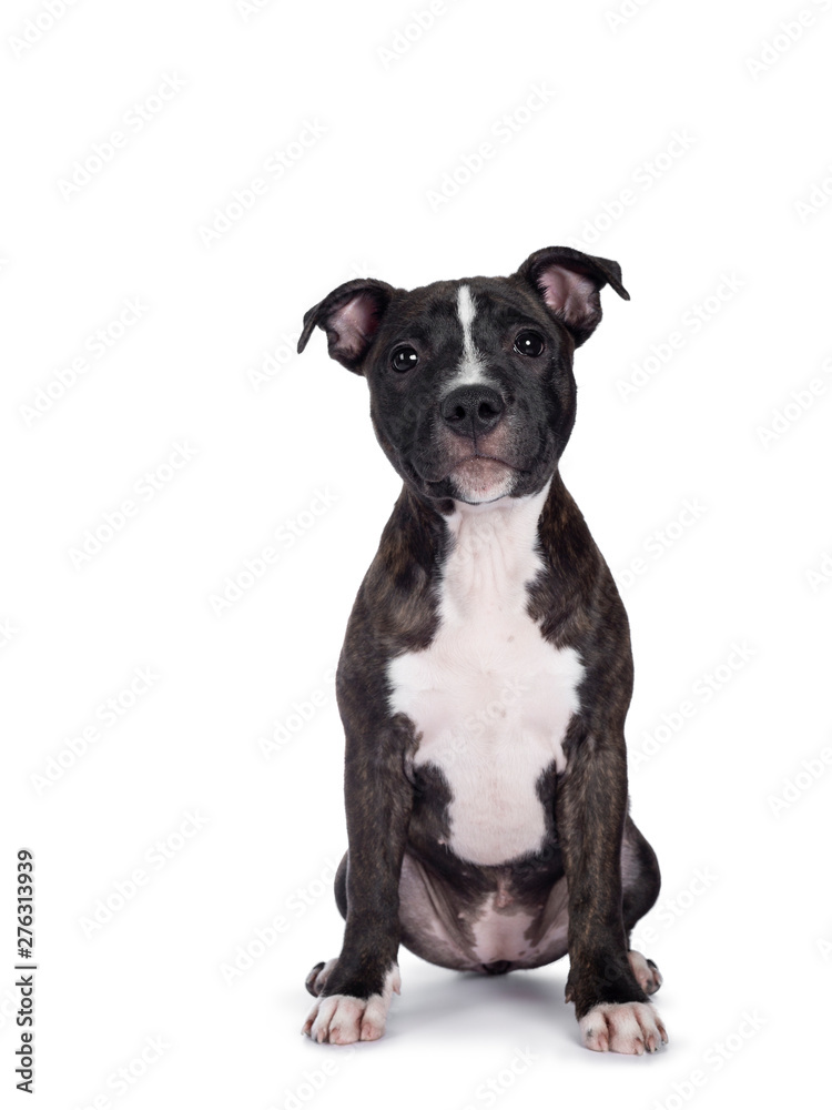 Sweet brindle English Staffordshire Terrier pup, sitting up facing front. Looking at camera with closed mouth. Isolated on white background.