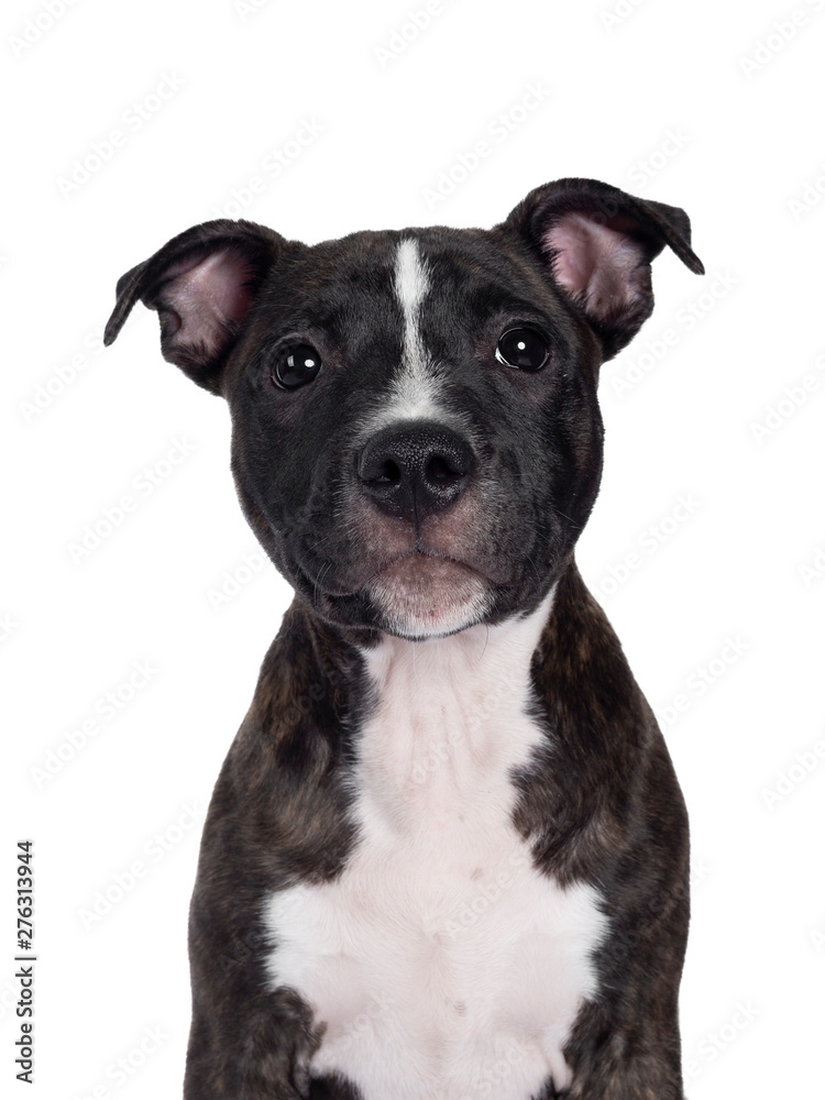 Head shot of sweet brindle English Staffordshire Terrier pup, sitting up facing front. Looking at camera with closed mouth. Isolated on white background.