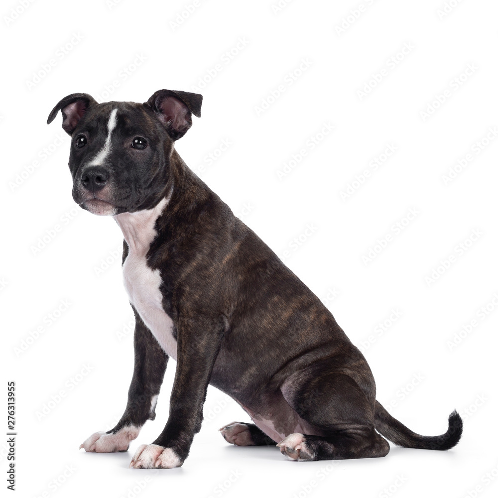 Sweet brindle English Staffordshire Terrier pup, sitting up side ways. Looking beside camera with closed mouth. Isolated on white background. Sweet brindle English Staffordshire Terrier pup, sitting up side ways. Looking beside camera with closed mouth. Isolated on white background.