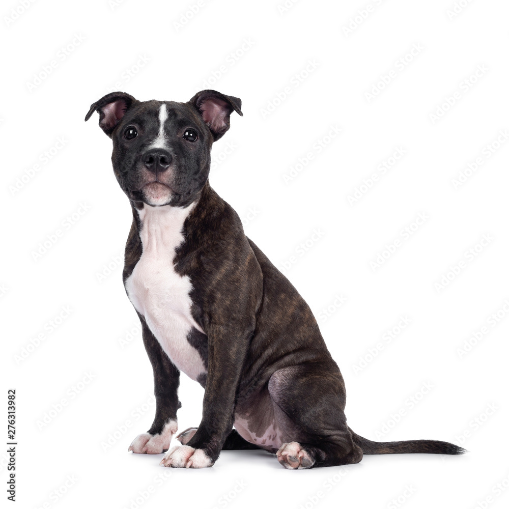 Sweet brindle English Staffordshire Terrier pup, sitting up side ways. Looking beside camera with closed mouth. Isolated on white background.