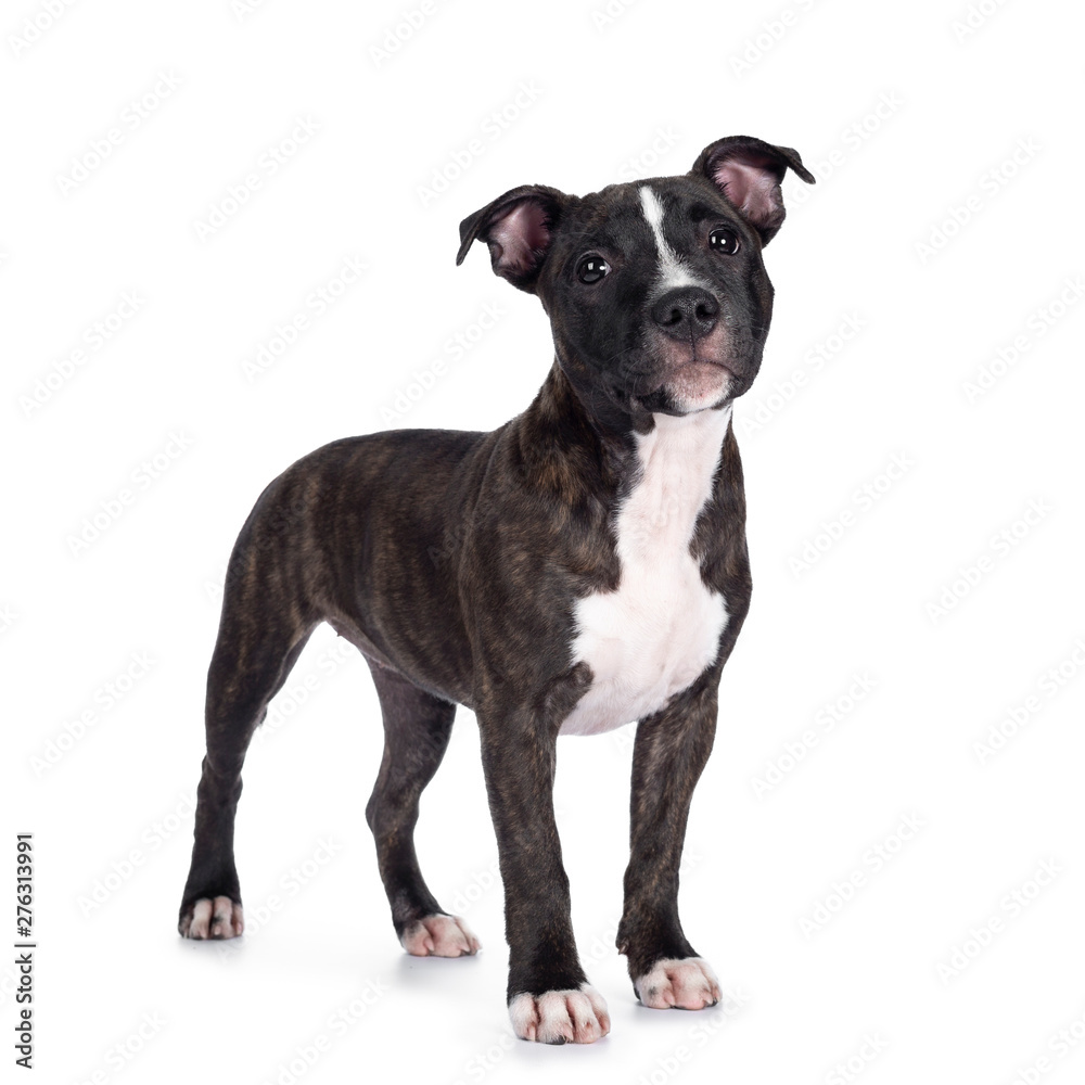 Sweet brindle English Staffordshire Terrier pup, standing side ways. Looking at camera with mouth closed. Isolated on white background.