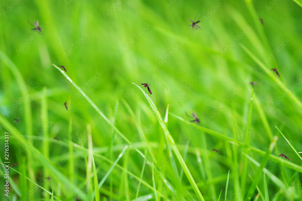 Many mosquitoes in green grass field Many mosquitoes in green grass field