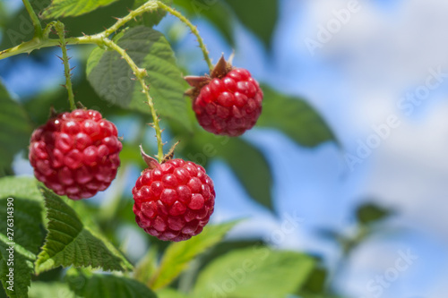 Three red  ripe  juicy raspberries on a branch against the blue sky