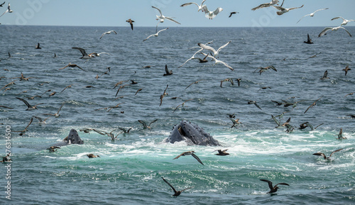 Sharing a meal in Cape Cod Bay - 2019