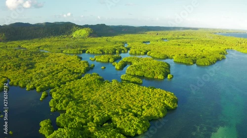 Anavilhanas archipelago, flooded amazonia forest in Negro River, Amazonas, Brazil photo
