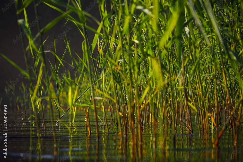 A lake and reeds in a beautiful sunset, picture taken from the water A lake and reeds in a beautiful sunset, picture taken from the water