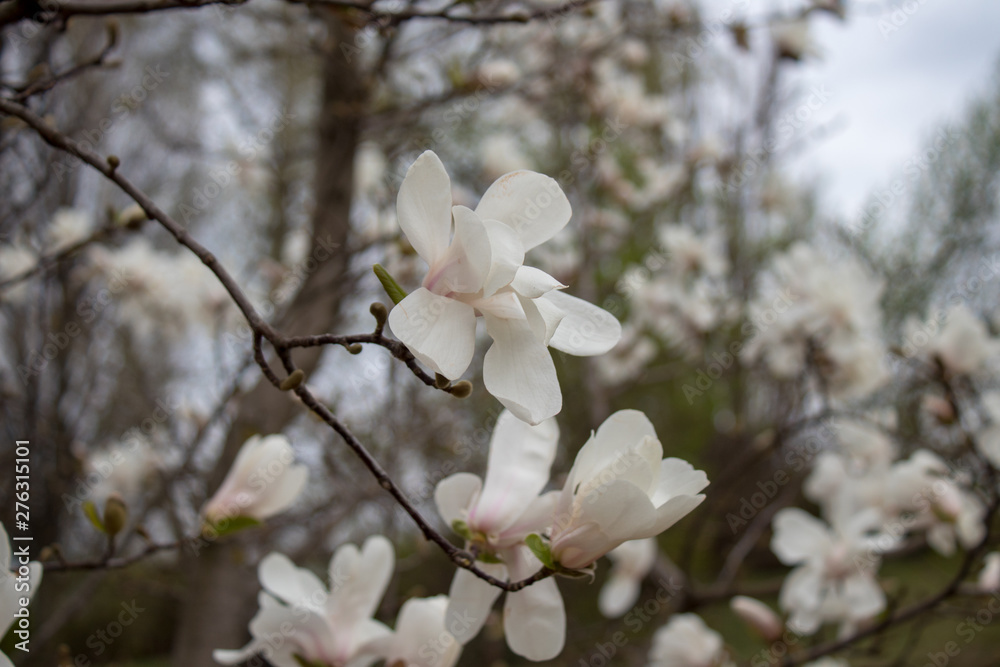 blooming cherry tree in spring blooming cherry tree in spring