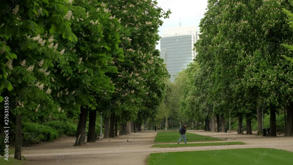 Man walks across an avenue of spring trees in Parc de Brussels Man walks across an avenue of spring trees in Parc de Brussels