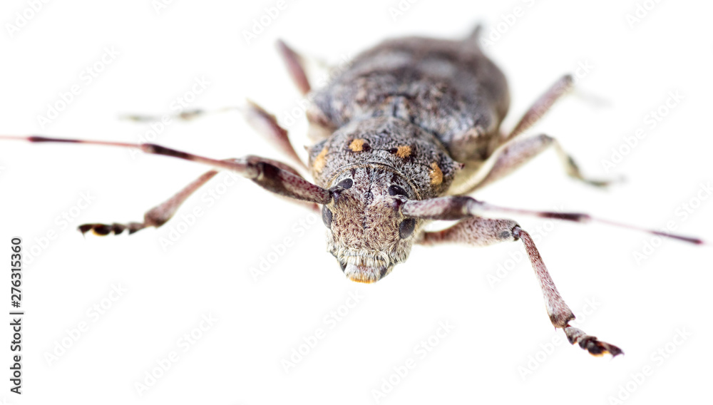 Fototapeta premium Beetle with a long mustache on a white background
