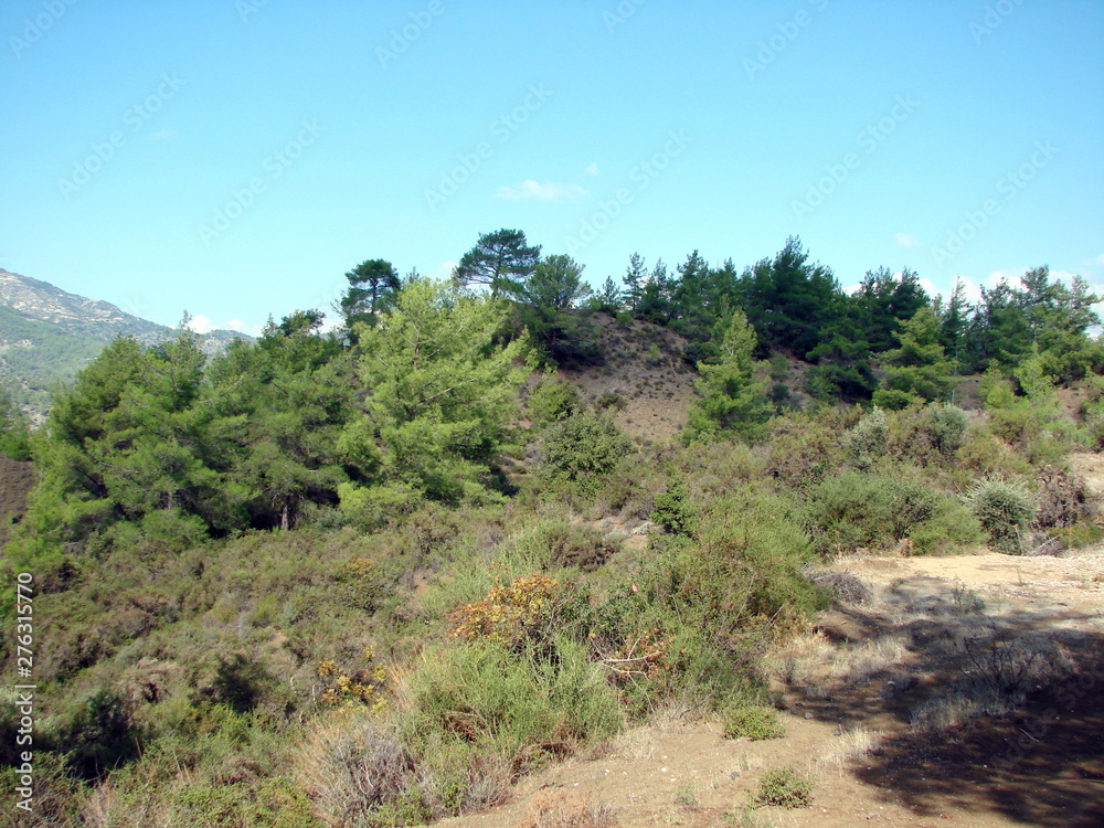 Panorama of a blue sky with a lone cloud over green young trees on top of a mountain range.
