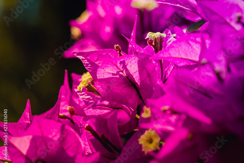Macro Photography. Colorful flowers in bloom