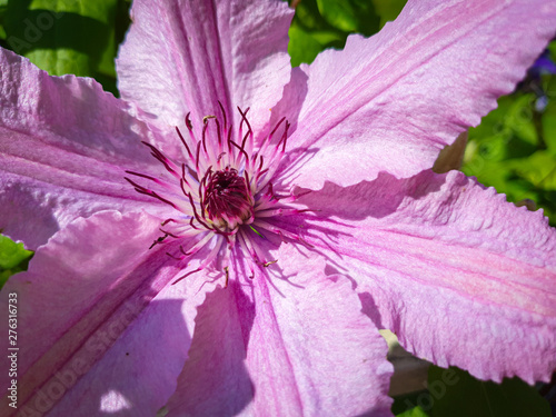 Close-up of pink Clematis f...