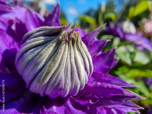 Close-up of purple Clematis...