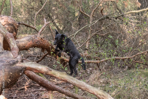 Hunde in der Hundeschule