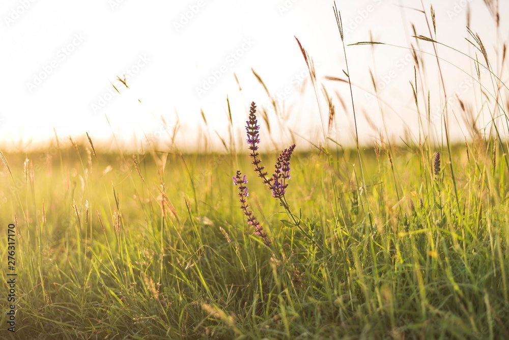 nature field tall grass with flower