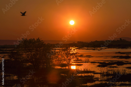  Lake sunset bird in the frame