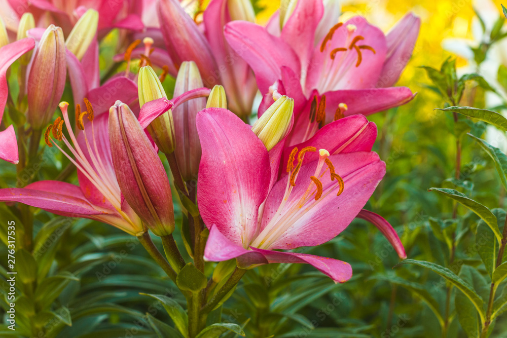 Pink Lily Scientists consider the birthplace of the Lily Asia. The creation of new varieties of lilies began in Japan