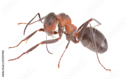 forest light brown large isolated ant