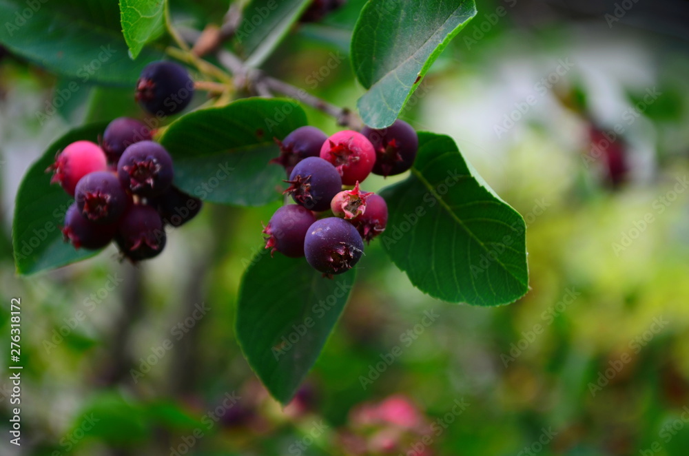 The ripened fruits of shadberry on a branch The ripened fruits of shadberry on a branch
