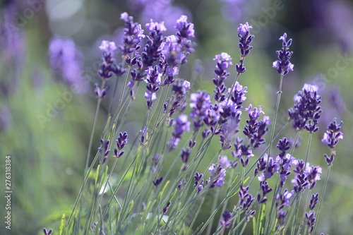 close-up: purple lavender on a thin, green stems