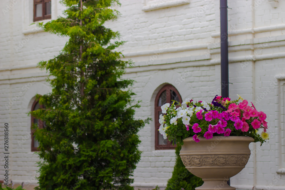 Naklejka premium beautiful flowers and old buildings