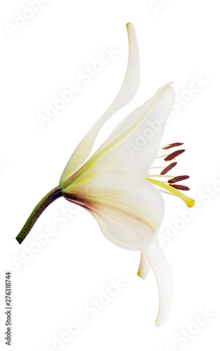 side view of single pure white lily bloom