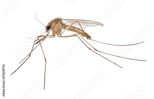 small light brown isolated mosquito