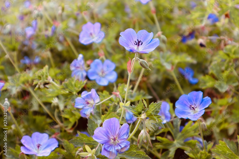 Blue and purple fieldflowers